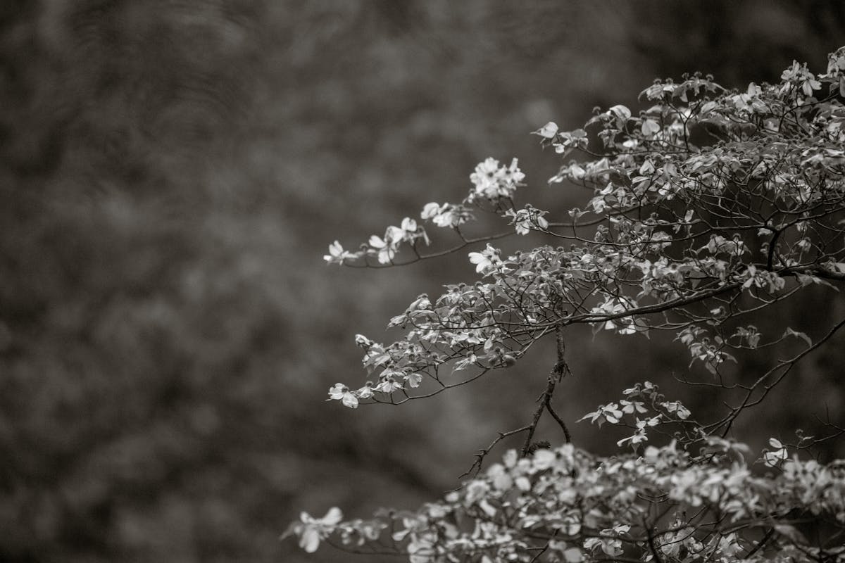 Accessible van with wheelchair accessibility features